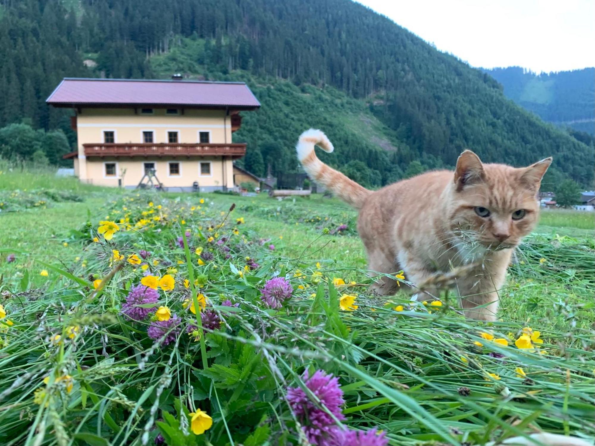Alpen Appartements Oberlehengut Werfenweng Luaran gambar